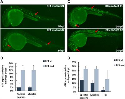 Deciphering transcription factors and their corresponding regulatory elements during inhibitory interneuron differentiation using deep neural networks